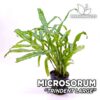 Microsorum Trident Large Petit Java Fern Aquarium Plant