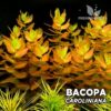 Planta de aquário Bacopa Caroliniana