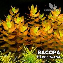 Bacopa Caroliniana planta de acuario