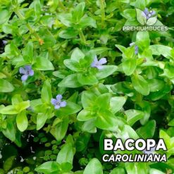 Bacopa Caroliniana planta de acuario