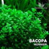 Bacopa Monnieri planta de acuario