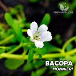 Bacopa Monnieri planta de acuario