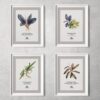 PREMIUMBUCES Bucephalandra Illustration Artworks - Pack 4 Láminas Ilustradas Decoración
