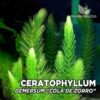 Ceratophyllum Demersum “Cola de Zorro” planta de acuario