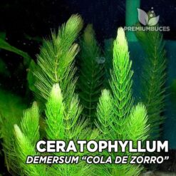 Ceratophyllum Demersum “Cola de Zorro” planta de acuario