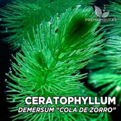 Ceratophyllum Demersum “Cola de Zorro” planta de acuario