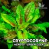 Planta de aquário Cryptocoryne Wendtii “Green Gecko”