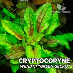 Plante d'aquarium Cryptocoryne Wendtii "Green Gecko"