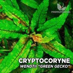 Cryptocoryne Wendtii “Green Gecko” planta de acuario