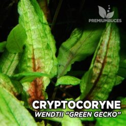 Cryptocoryne Wendtii “Green Gecko” planta de acuario