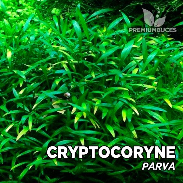 Cryptocoryne Parva Premium Buces