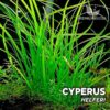 Cyperus Helferi planta de acuario