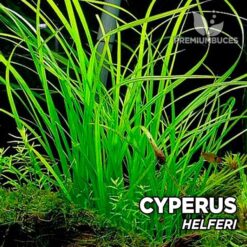Cyperus Helferi planta de acuario