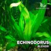 Planta de aquário Echinodorus Bleheri
