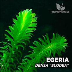 Egeria Densa "Elodea" pianta da acquario