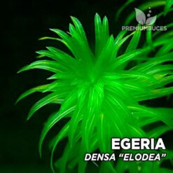 Egeria Densa “Elodea” planta de acuario