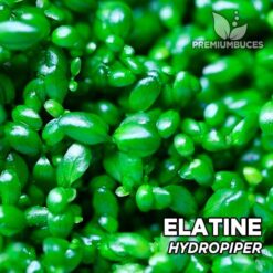 Elatine Hydropiper planta de acuario