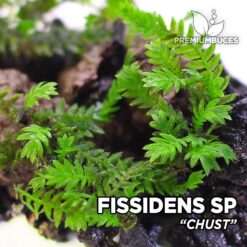 Fissidens Chust musgo de acuario