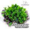 Fissidens Lhaha Forest aquarium moss