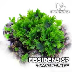 Fissidens Lhaha Forest Aquarium Moss