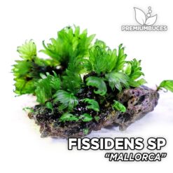 Fissidens Mallorca mousse d'aquarium