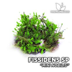 Musgo de aquário Fissidens Mini Nobilis