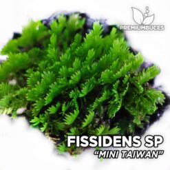 Fissidens Mini Taiwan musgo de acuario