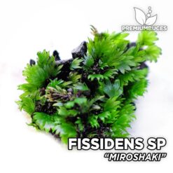 Fissidens Miroshaki aquarium moss