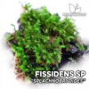 Fissidens Splachnobryoides aquarium moss