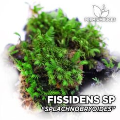 Fissidens Splachnobryoides musgo de acuario