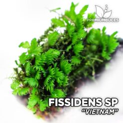 Fissidens Vietnam Aquarium Moss