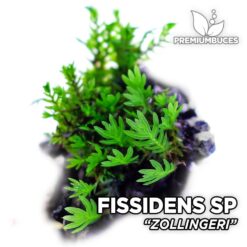 Mousse d'aquarium Fissidens Zollingeri