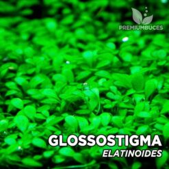 Glossostigma Elatinoides planta de acuario