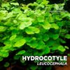 Hydrocotyle Leucocephala planta de acuario