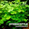 Hydrocotyle Leucocephala Aquarium Plant