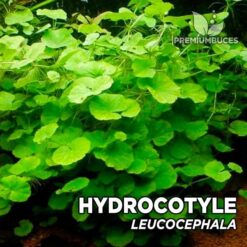 Hydrocotyle Leucocephala planta de acuario