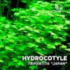 Hydrocotyle dreigliedrige "Japan" -Aquariumpflanze