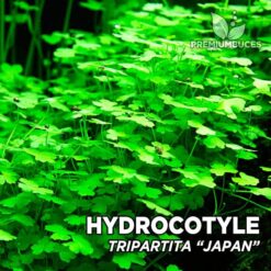 Hydrocotyle Tripartita “Japan” planta de acuario