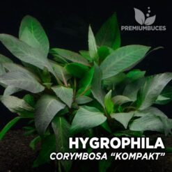 Hygrophila Corymbosa “Kompakt” planta de acuario