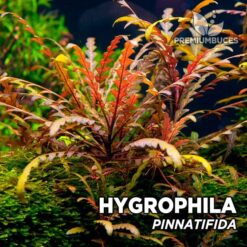 Hygrophila Pinnatifida planta de acuario