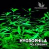 Planta de aquário Hygrophila Polysperma