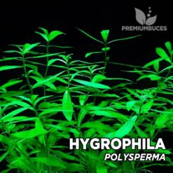 Hygrophila Polysperma planta de acuario