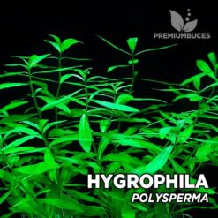 Hygrophila Polysperma Aquarium Plant