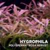 Hygrophila Polysperma “Rosa Nervis” planta de acuario