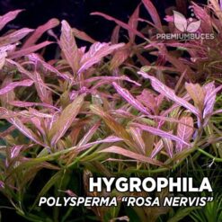 Aquariumpflanze Hygrophila Polysperma "Rosa Nervis"