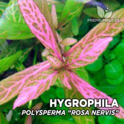 Hygrophila Polysperma “Rosa Nervis” planta de acuario