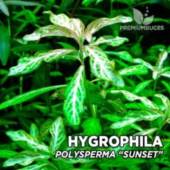 Hygrophila Polysperma “Sunset” planta de acuario