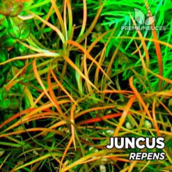 Juncus Repens planta de acuario