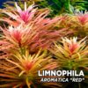 Planta de aquário Limnophila Aromatica “Red”
