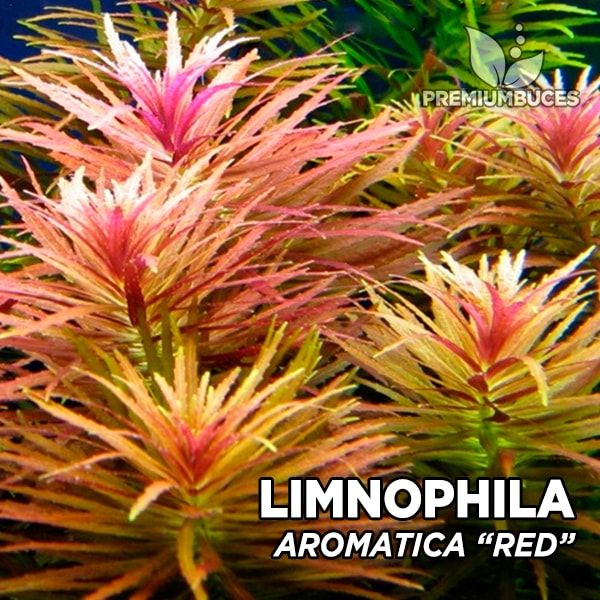 code mooi Grijp Limnophila Aromatica "Rood" 🛒 - PremiumBuces
